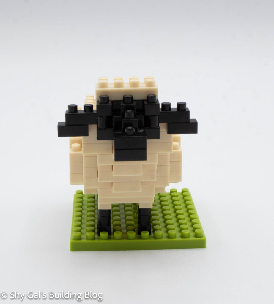 Sheep build front view