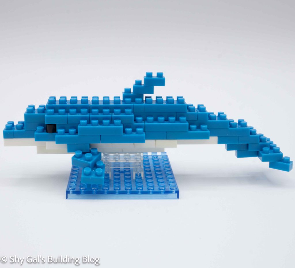 Bottlenose Dolphin build side view