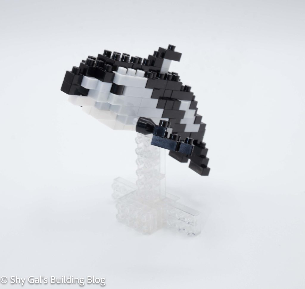 Pacific White-Sided Dolphin build font 3/4 view