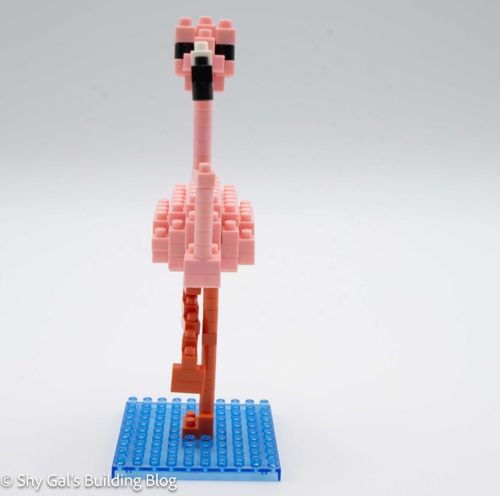 Greater Flamingo  build front view