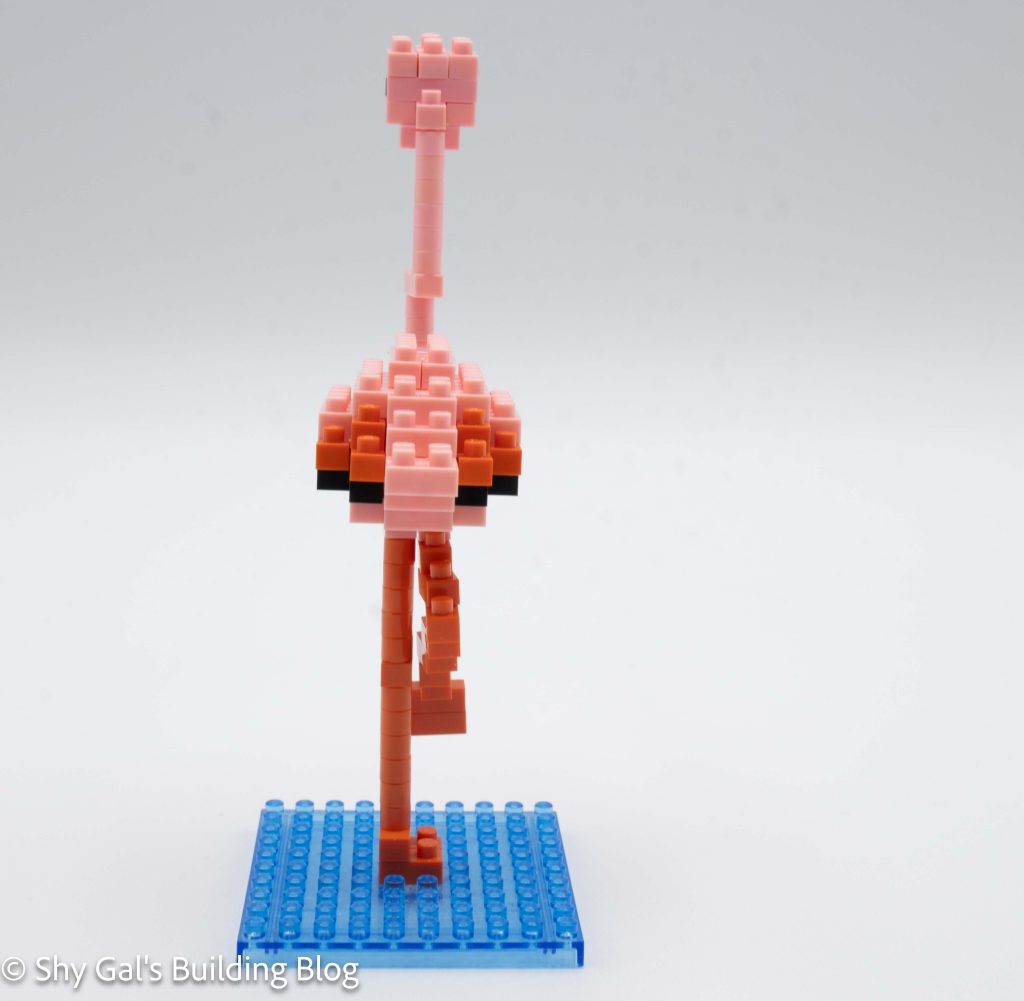 Greater Flamingo build back view